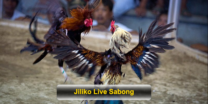 Jiliko Live Sabong