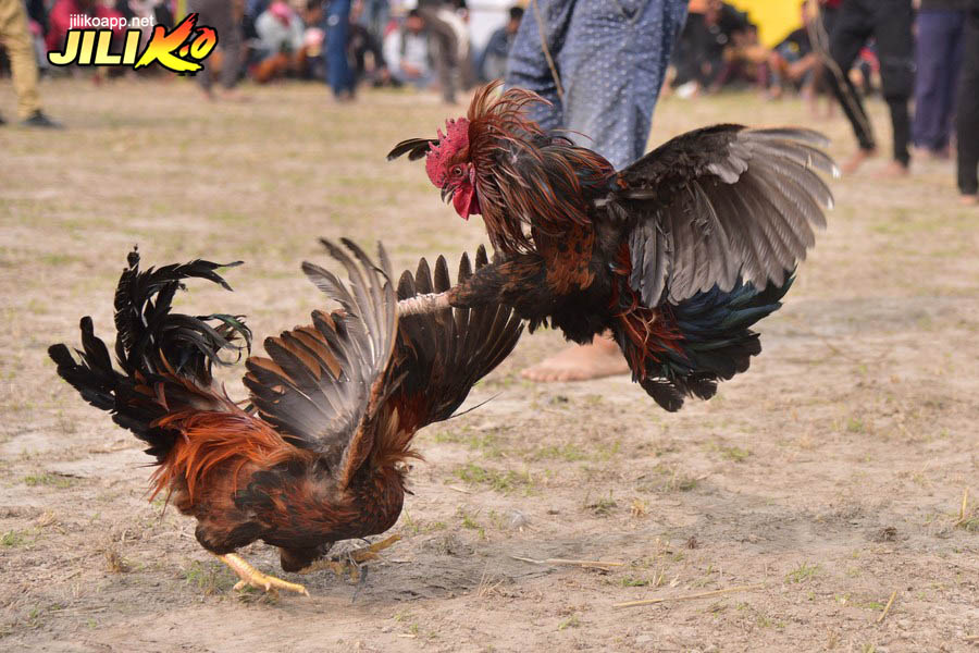Live cockfighting Thomo 24/7 dramatic to the point of breathlessness
