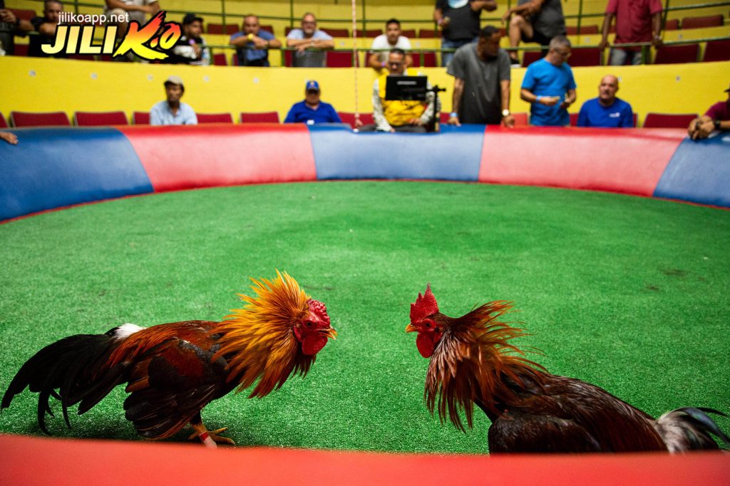 Watch Thomo cockfighting for free on jiliko