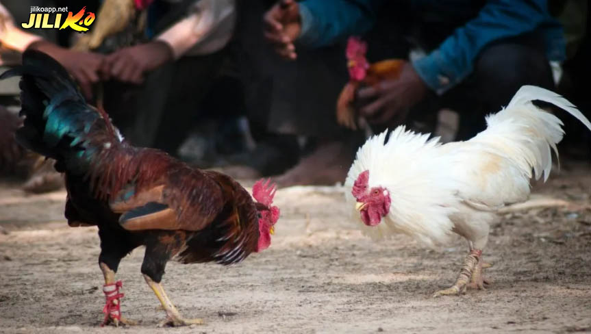 Update information about fighting cocks to place accurate bets